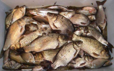 泡沫箱养蚯蚓钓鱼最佳方法,秋天用蚯蚓钓鱼效果好不好