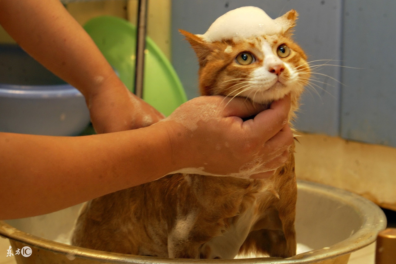 猫癣在治疗的过程中传染吗,猫癣能传染成年健康猫吗