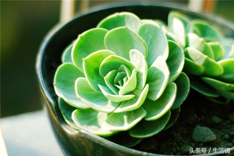 景天科1000种多肉植物图鉴,常见的景天科多肉植物的名称