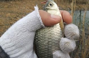 泡沫箱养蚯蚓钓鱼最佳方法,秋天用蚯蚓钓鱼效果好不好