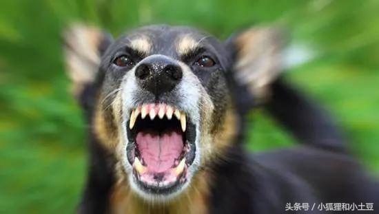 训练狗狗笼内乱叫,狗狗爱叫扰民怎么办