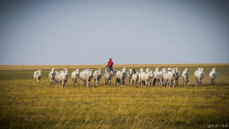 草原金秋美景图片,蓝天白云大草原的美图