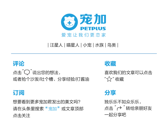 龙猫同笼打架,龙猫打架会有什么后果