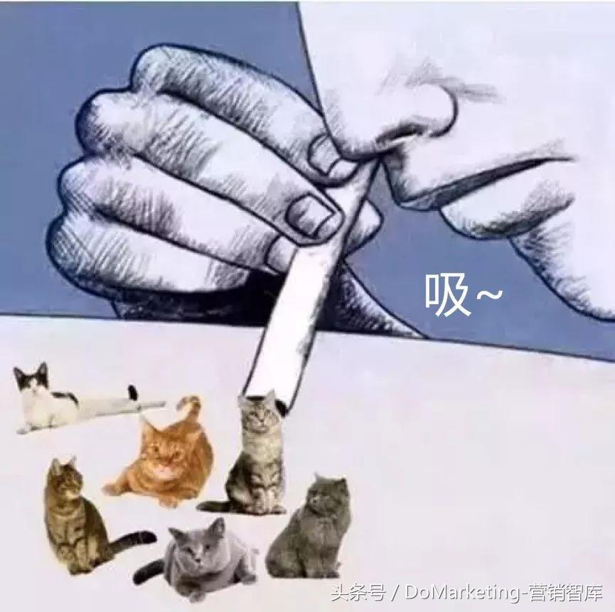 不撸猫做不好萌宠广告？你今天吸猫了吗？