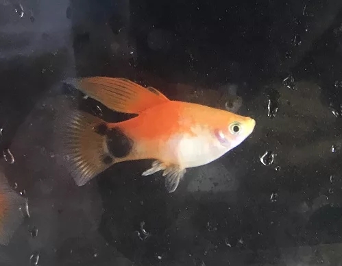 观赏鱼月光鱼图片,热带彩虹小型鱼观赏鱼