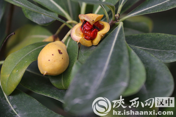 汉中堂宏广场一草一木皆是秋