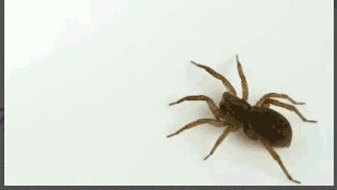 家里总有蜘蛛怎么能彻底消灭,家里厨房出现蜘蛛意味着什么征兆