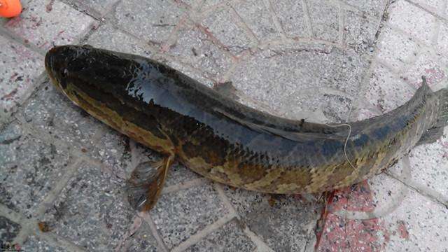 新手路亚黑鱼真的好钓吗,路亚钓黑鱼有口打不中