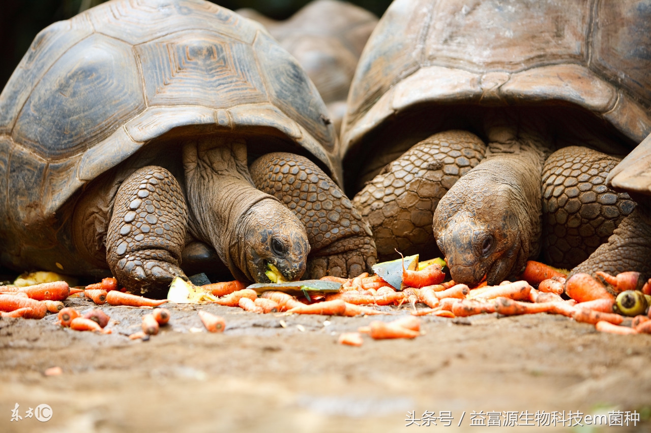 三种乌龟的具体养殖方法,乌龟的养殖技术方法和注意事项