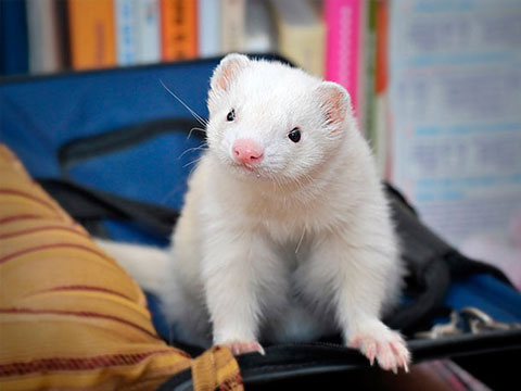 宠物貂的养殖与管理,宠物貂饲养的注意事项