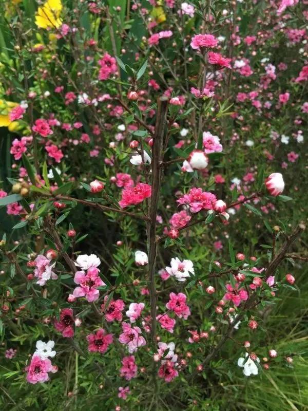 福利春季晒花大赛开始投票啦，价值万元好礼等你来拿！（后附石象湖门票中奖名单）