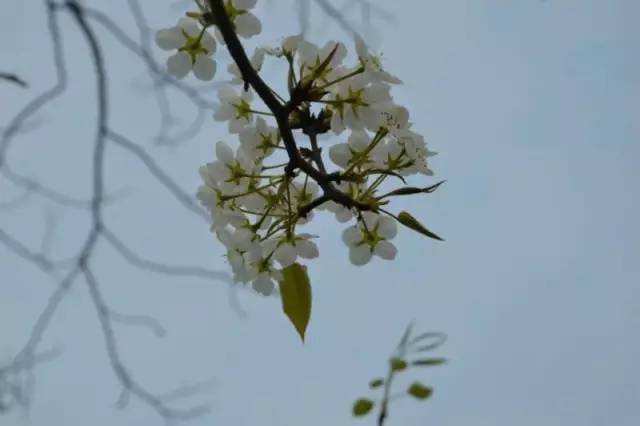 福利春季晒花大赛开始投票啦，价值万元好礼等你来拿！（后附石象湖门票中奖名单）