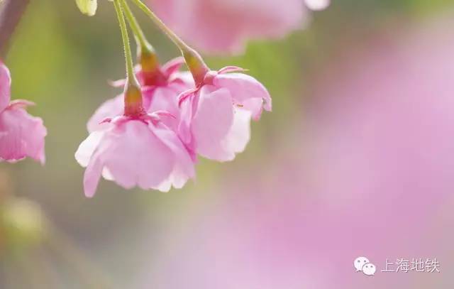 看樱花不用远赴日本,看樱花不用去武汉关庙也可以看