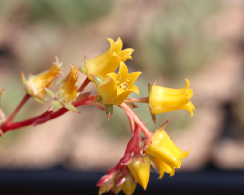 罗西玛种类,罗西玛多肉杂交品种