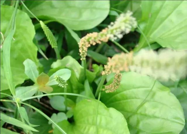 开春挖野菜教你轻松识别18种野菜,您知道春季最养肝护肝的野菜吗