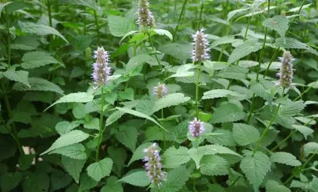 开春挖野菜教你轻松识别18种野菜,您知道春季最养肝护肝的野菜吗