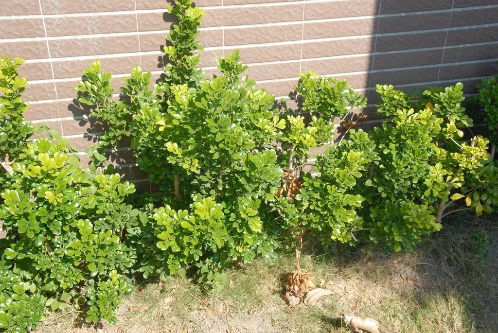 米兰开花不香的原因及解决方法,米兰不开花的原因和解决方法