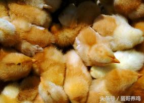 养殖食用鸡和养殖蛋鸡哪个更挣钱,养鸡除去成本一只能赚多少