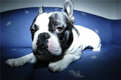 法国斗牛犬多少一只,法国斗牛犬要剪毛吗