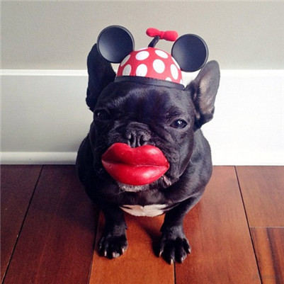 法国斗牛犬多少一只,法国斗牛犬要剪毛吗