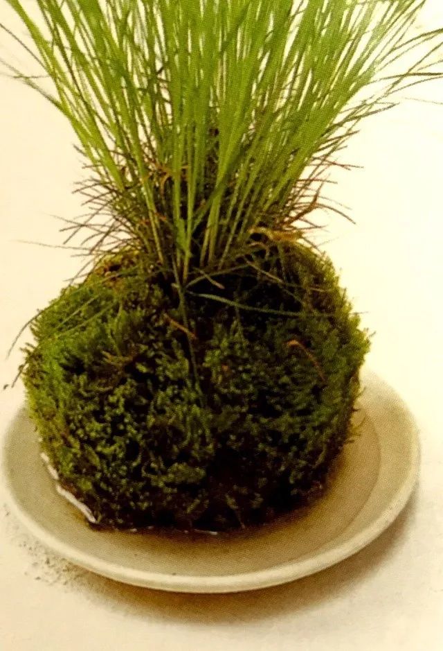 苔藓不好养？来，练好苔藓“四要诀”，再养不活你来找台长！