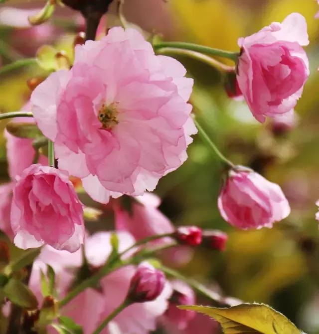 相约一起赏樱花,相约樱花园美景图片