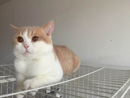 英短乳白猫重点色,英短灰白猫丁香色