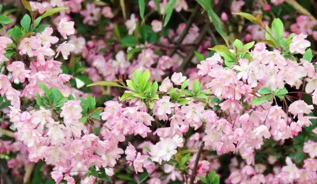 相约一起赏樱花,相约樱花园美景图片