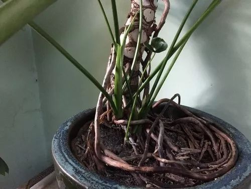 Mufeeling植物养护小百科｜春羽篇