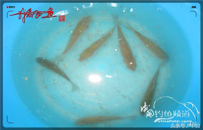 鱼口稀什么意思,鱼口又轻又慢