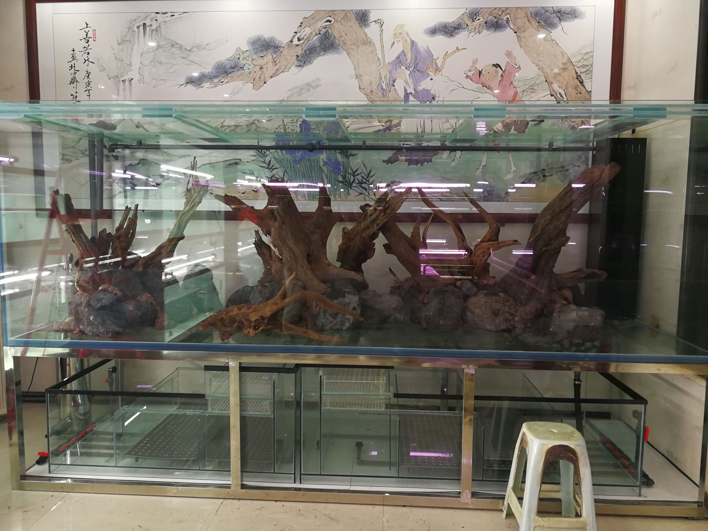 大墙鱼缸,40公分的缸养40的龙鱼