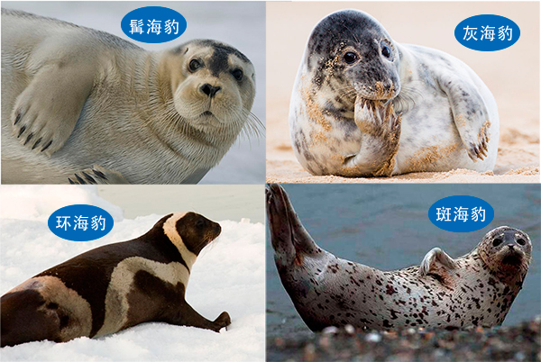 海狮海豹海象三者怎么区分,怎样才能分清海狮海豹海象