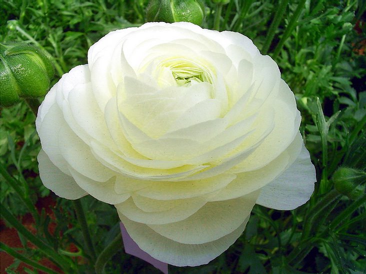 简单种花教程快速的把花养好,各种花的养殖修剪方法