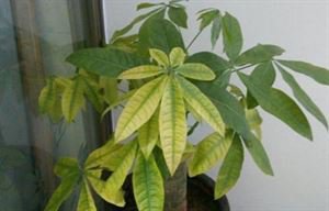 盆栽栀子花叶子变黄怎么办,盆栽石榴叶子变黄什么原因