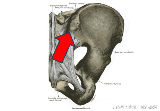骶骨矫正姿势,姿态矫正训练视频教程