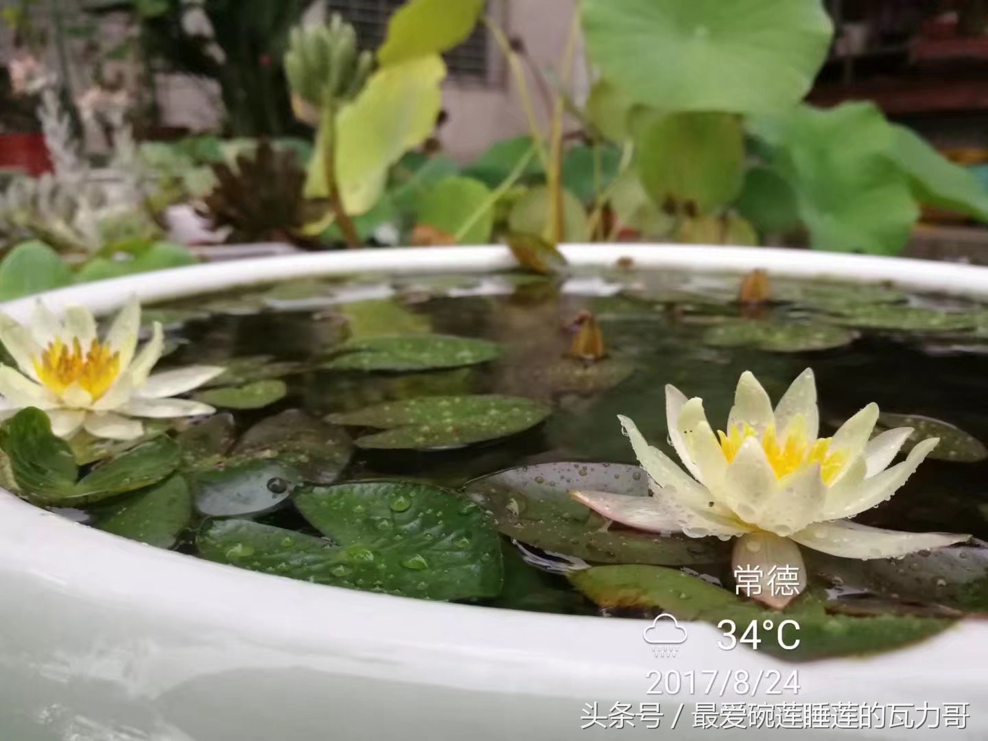 漂亮又省心的睡莲,花中的睡美人睡莲