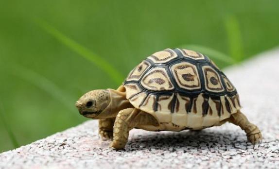 乌龟不吃食物怎么办呢,乌龟冬眠为什么不吃食物