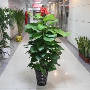 绿萝养殖需要磷酸二氢钾吗,室内养殖绿萝的好处和坏处