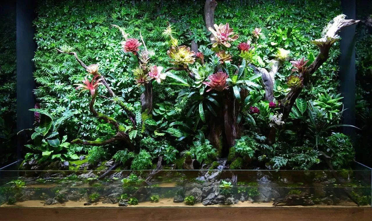 大墙鱼缸,40公分的缸养40的龙鱼