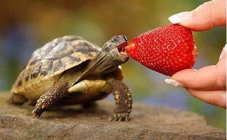 乌龟不吃食物怎么办呢,乌龟冬眠为什么不吃食物