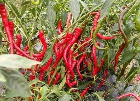 大农业今天行情,大农圈新闻