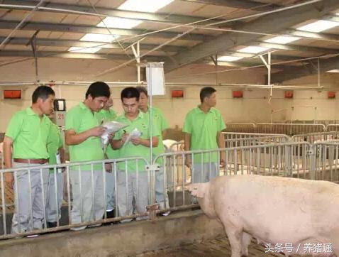 后备母猪不显怀肚子不大,后备母猪不发情的原因