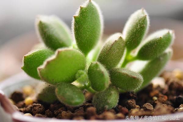 市场常见的多肉,多肉植物从哪儿买比较靠谱