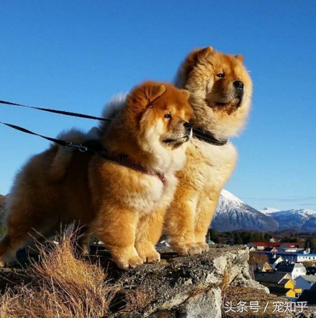 盘点中国犬种,中国本土犬种排名