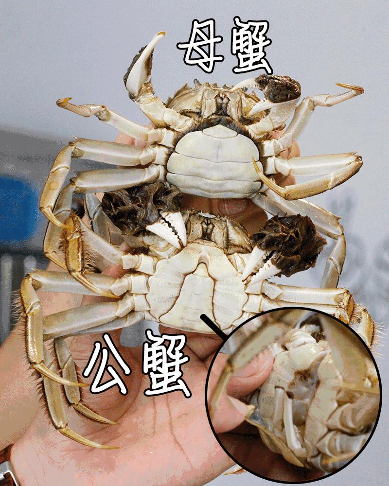 澳洲进口的大闸蟹,澳洲超市里的冰冻大闸蟹