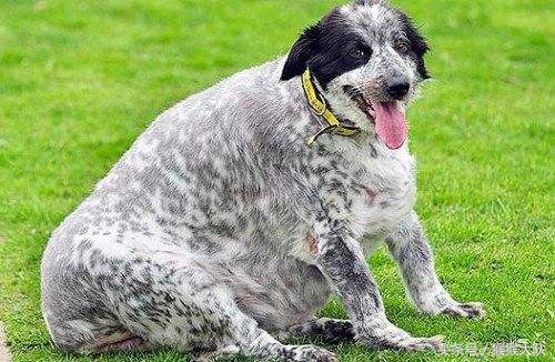 冷知识集合,狗爪爪的冷知识