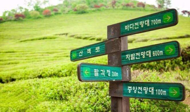 韩国的茶叶是什么样子的,韩国茶叶怎么样