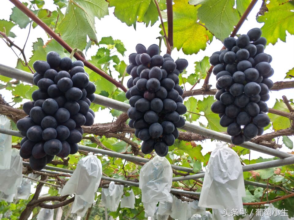 葡萄为什么结果不好,葡萄为什么种不好