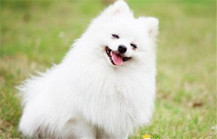 博美犬怎么训练大小便,博美犬如何训练大小便