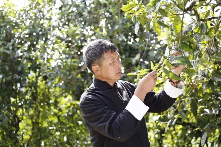 龙润普洱茶大师,中国最顶级茶师谈普洱茶
